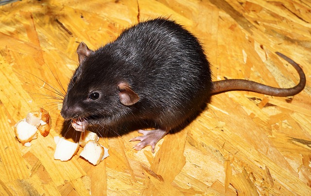 rat eating