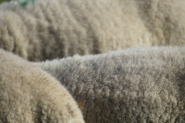 wool insulation