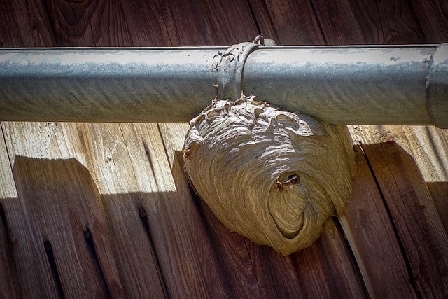 wasps build nests in london homes