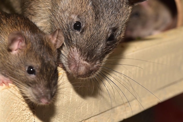 brown rats in pipe
