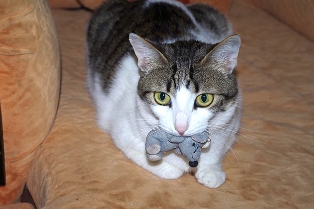 cat in a london house with mouse