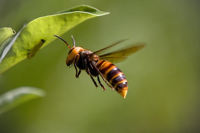 hornet in lonndon garden
