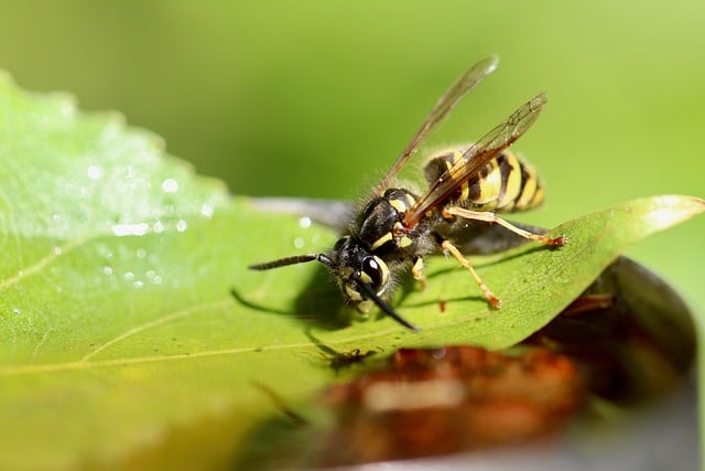 wasp on leaf