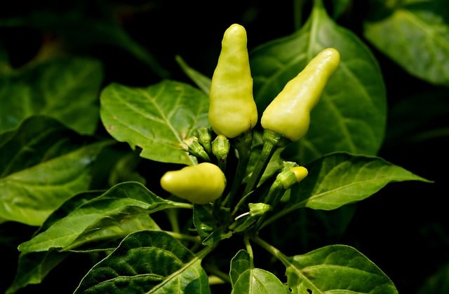 chilli plant