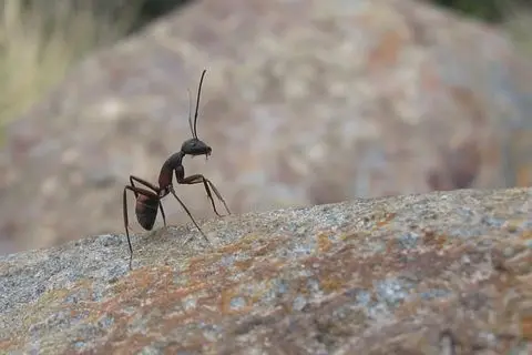 Ants — Diamond Pest Control