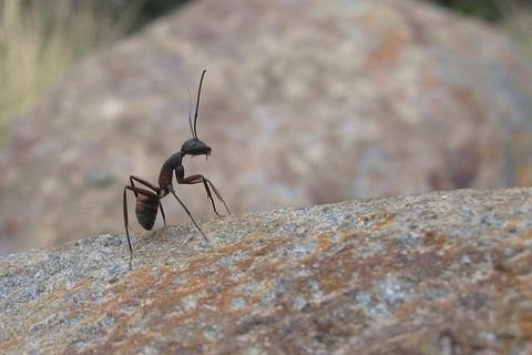 Ants — Diamond Pest Control