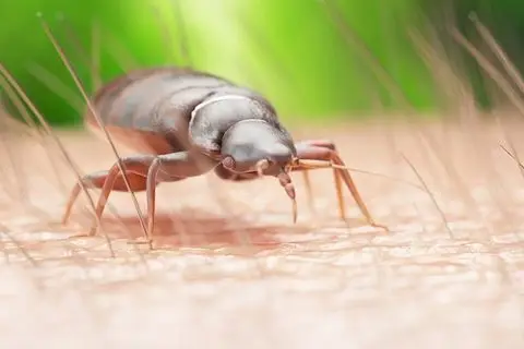 Bed bugs — Diamond Pest Control