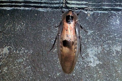 Cockroaches — Diamond Pest Control