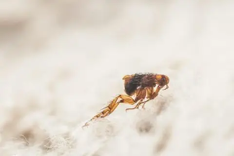 Fleas — Diamond Pest Control