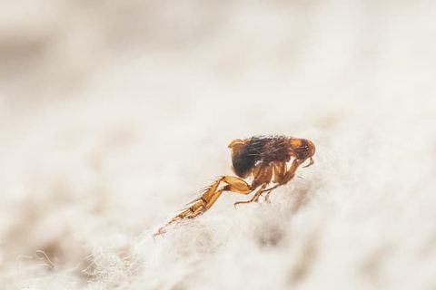 Fleas — Diamond Pest Control