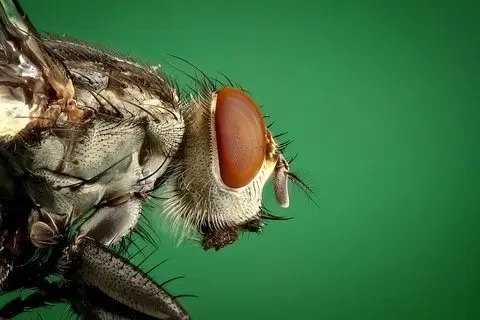 Flies — Diamond Pest Control