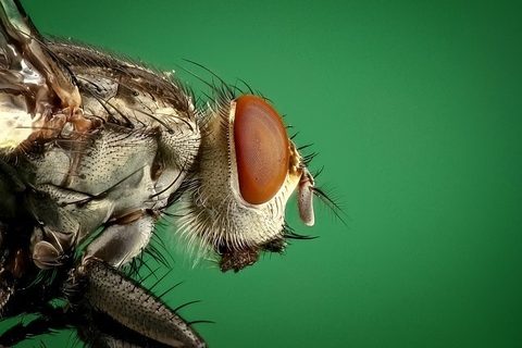 Flies — Diamond Pest Control