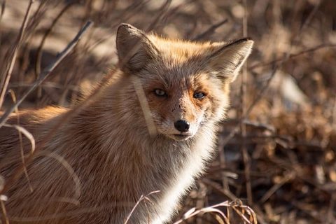 Foxes — Diamond Pest Control