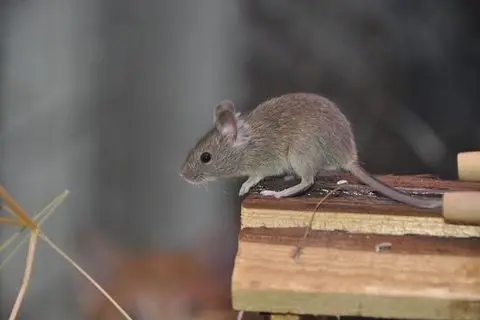 Mice — Diamond Pest Control