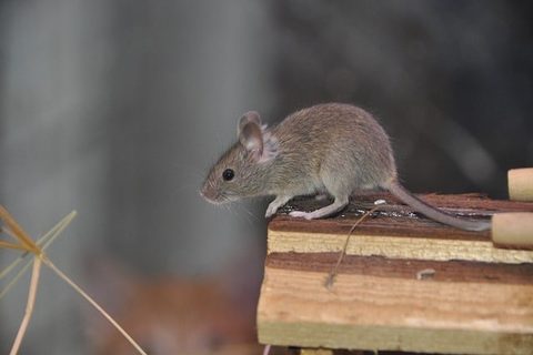 Mice — Diamond Pest Control