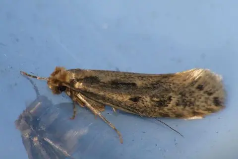 Moths — Diamond Pest Control