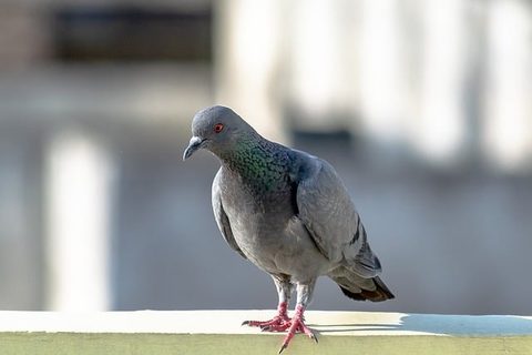 Pigeons — Diamond Pest Control