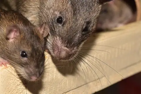 Rats — Diamond Pest Control