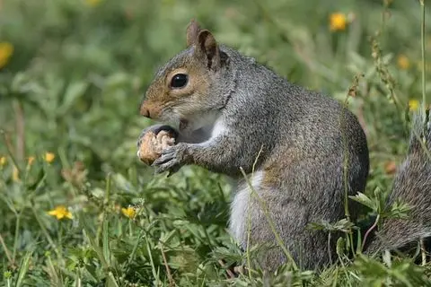 Squirrels — Diamond Pest Control