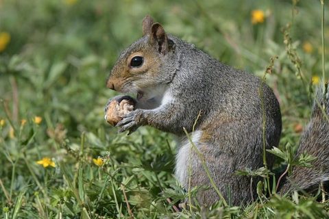 Squirrels — Diamond Pest Control
