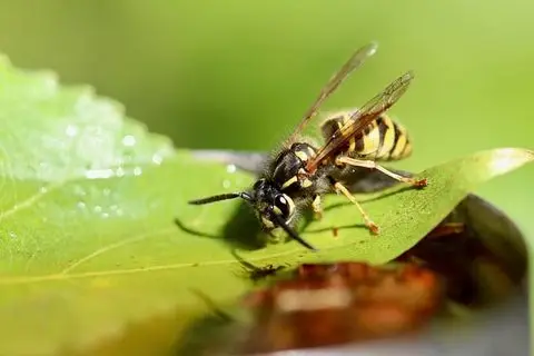Wasps — Diamond Pest Control